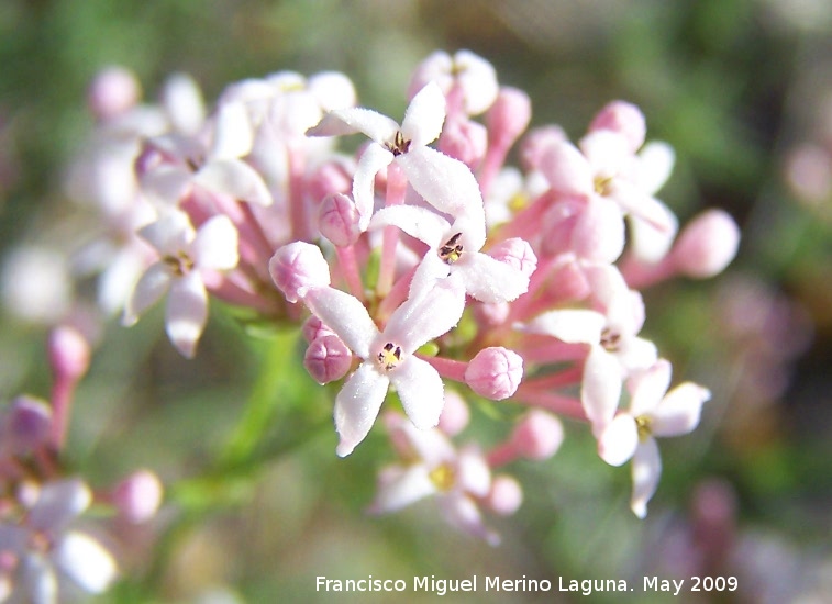 Asperula hirsuta - Asperula hirsuta. Los Caones. Jan