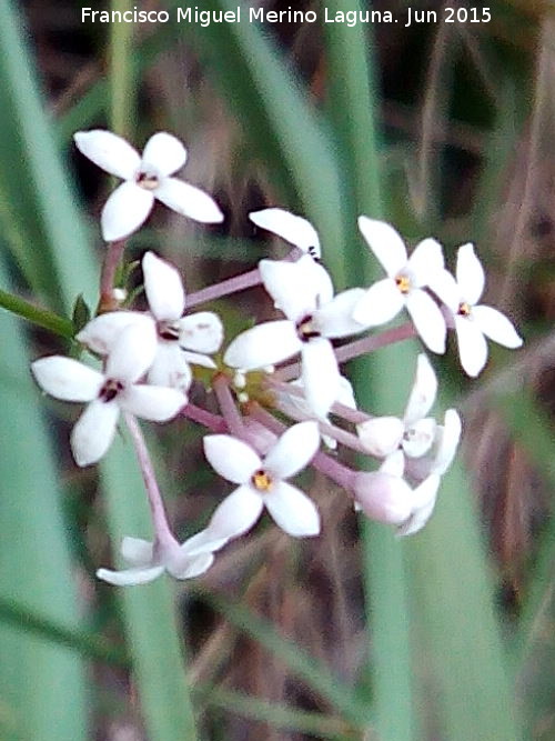 Asperula hirsuta - Asperula hirsuta. El Puntal - Jan