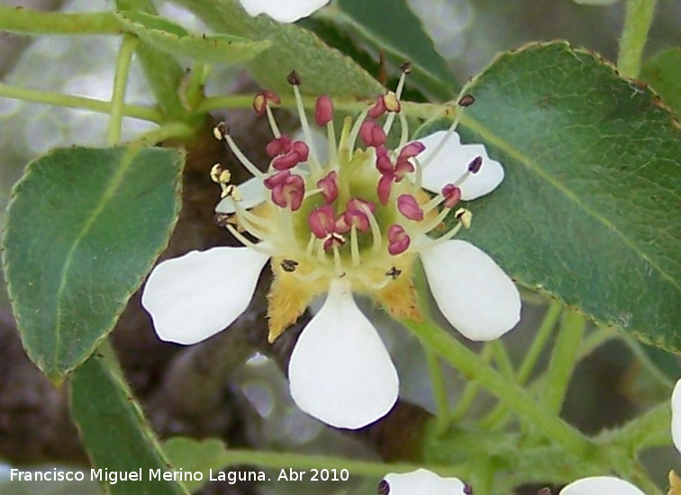 Pirutano - Pirutano. Flor y hojas