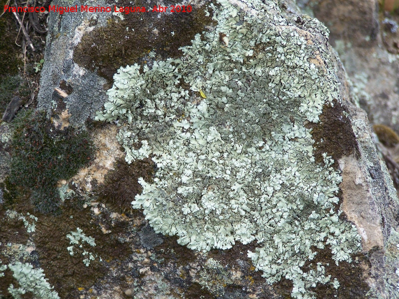 Liquen Parmelia somloensis - Liquen Parmelia somloensis. La Lancha (Andjar)