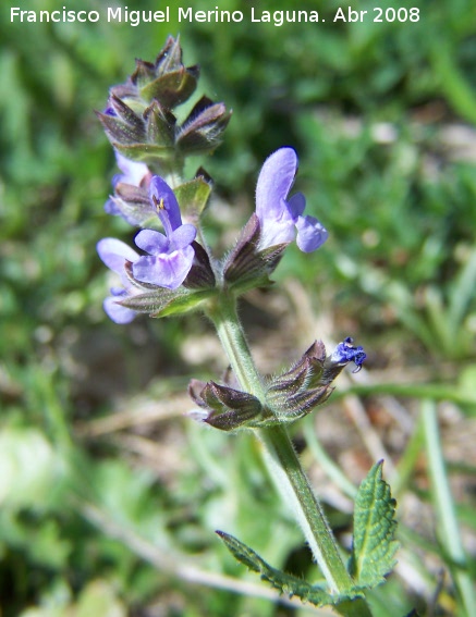 Salvia sclareoides - Salvia sclareoides. Jan