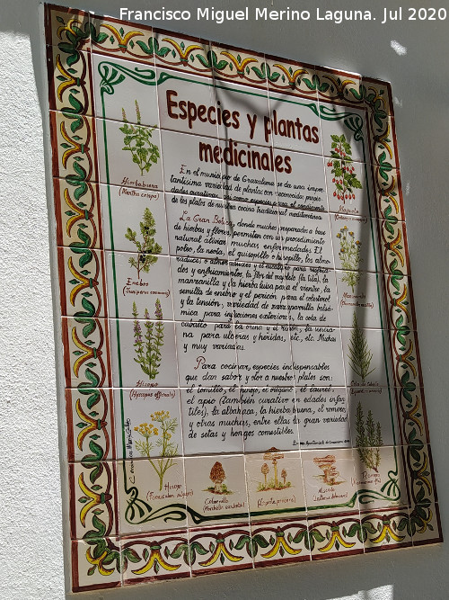 Grazalema - Grazalema. Plantas medicinales