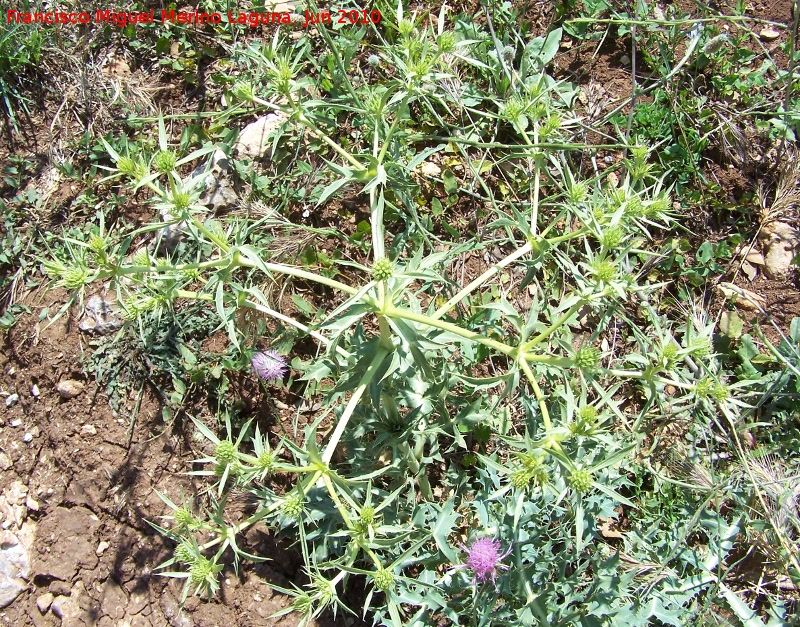 Cardo corredor - Cardo corredor. La Beata - Valdepeas