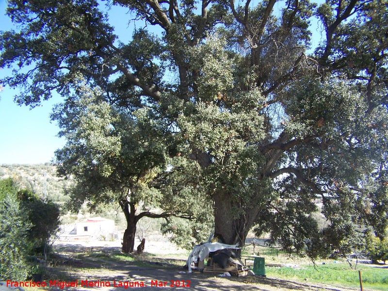 Encina - Encina. Paseo de los Adoquines - Albanchez de M�gina