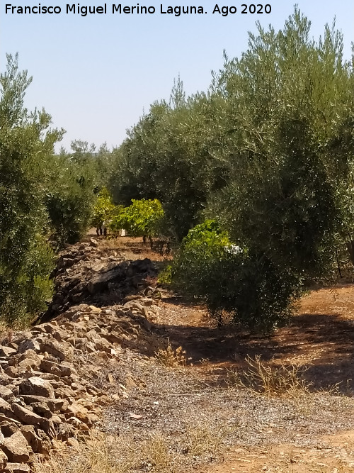 Viedos de Rus - Viedos de Rus. En Los Llanos - Rus