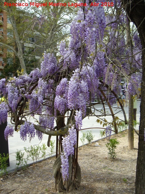 Glicinia japonesa - Glicinia japonesa. Linares