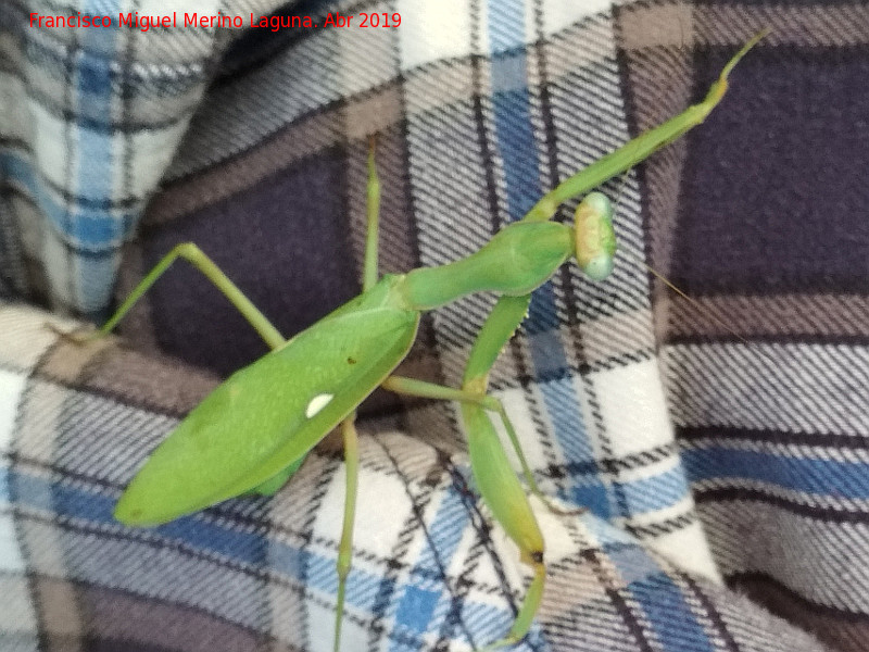 Mantis Africana - Mantis Africana. Baldos de Beas - Beas