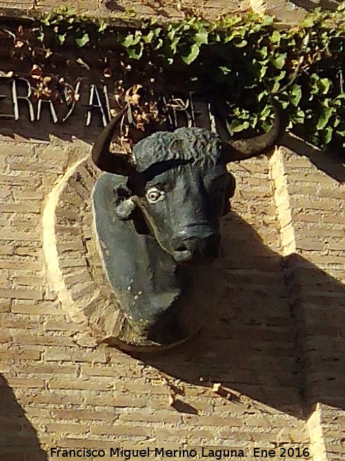 Plaza de Toros - Plaza de Toros. Cabeza de toro