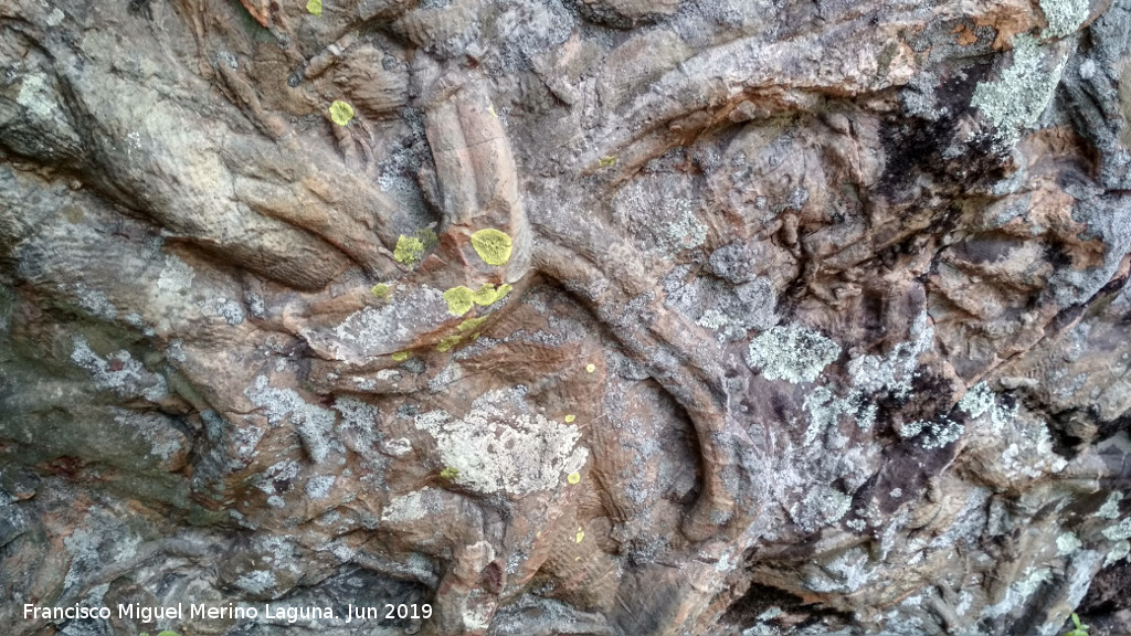 Cruziana - Cruziana. Charco del Negrillo - Aldeaquemada