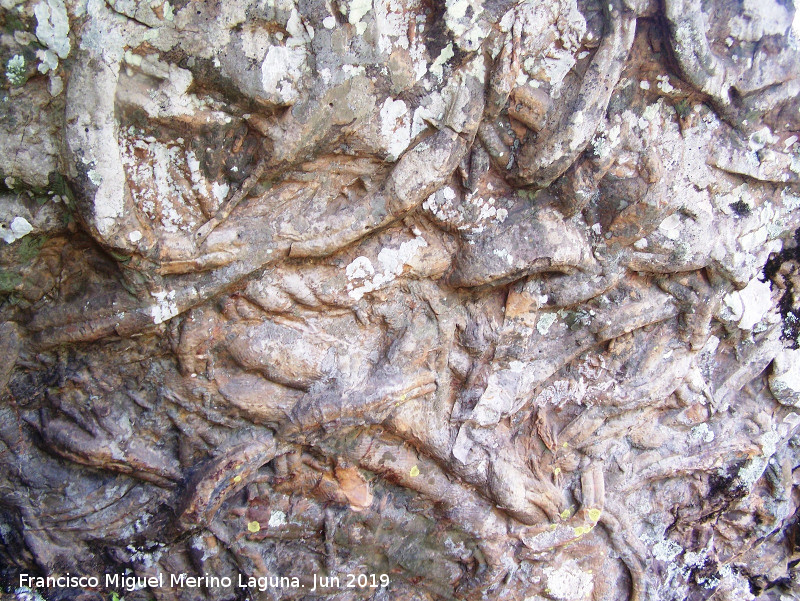 Cruziana - Cruziana. Charco del Negrillo - Aldeaquemada