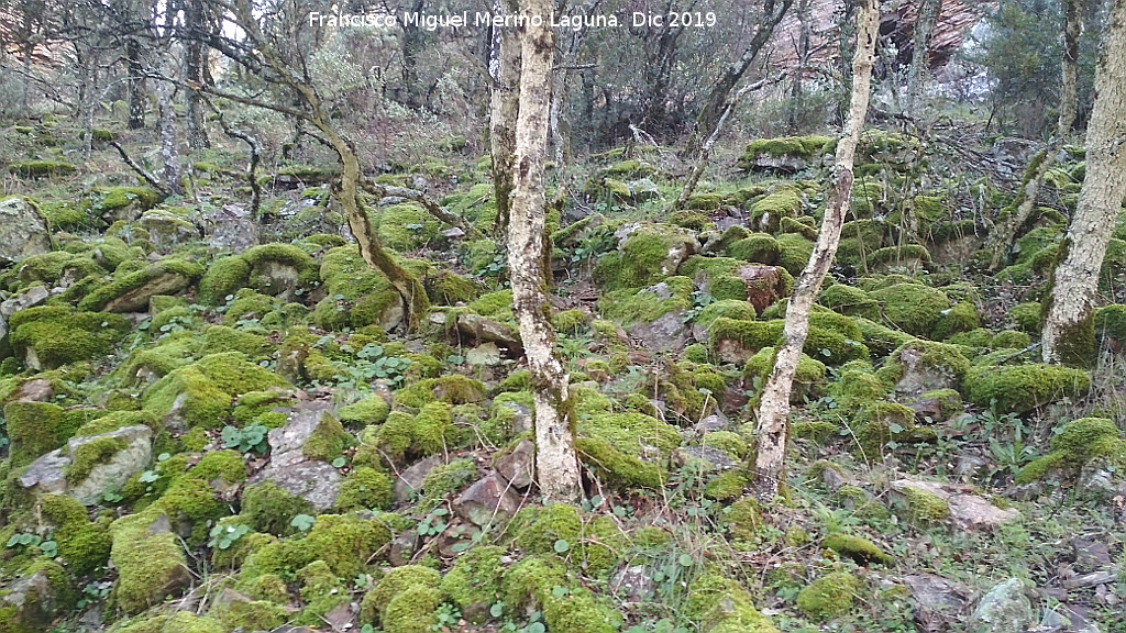 Arroyo de Martn Prez - Arroyo de Martn Prez. 
