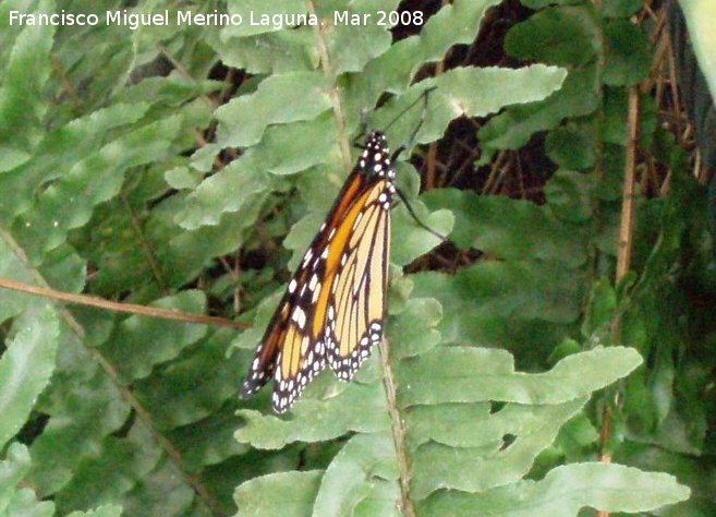 Mariposa monarca - Mariposa monarca. Granada