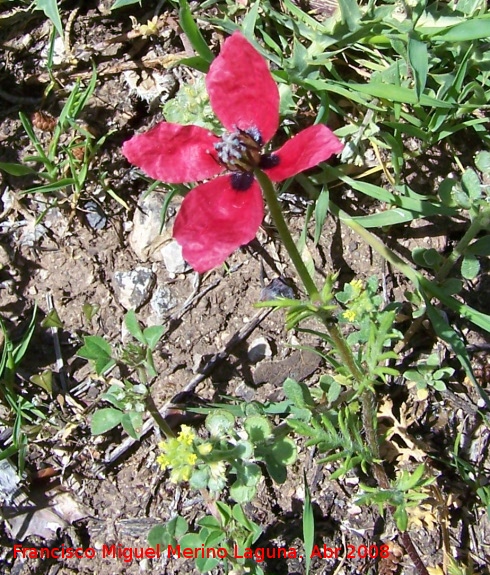 Amapola peluda - Amapola peluda. Ja�n