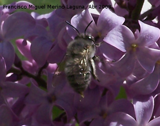 Abeja de frente blanca - Abeja de frente blanca. Navas de San Juan