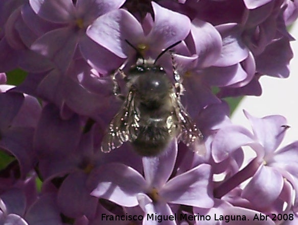 Abeja de frente blanca - Abeja de frente blanca. Navas de San Juan