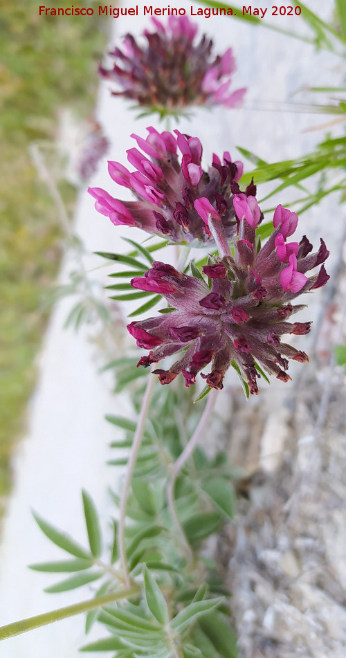 Vulneraria - Vulneraria. La Veleta - Los Villares