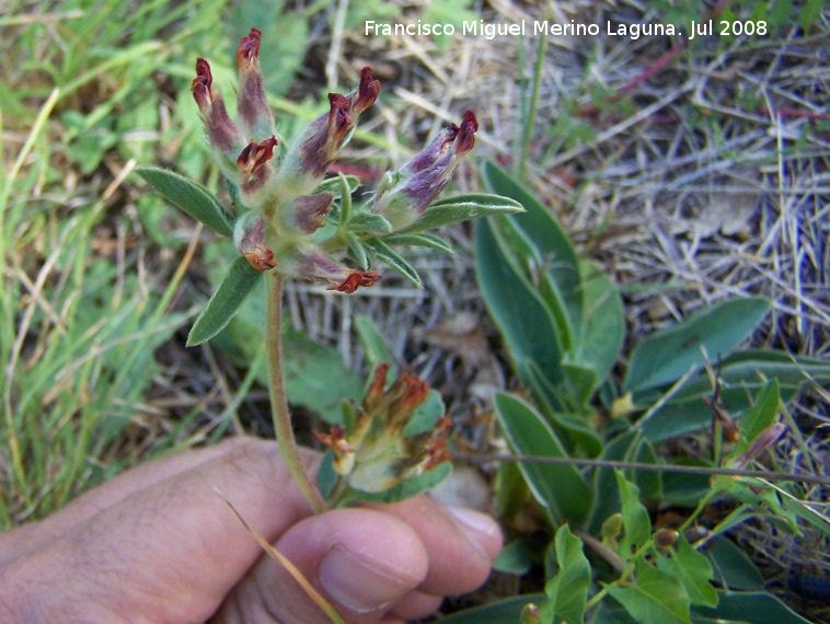 Vulneraria - Vulneraria. Segura