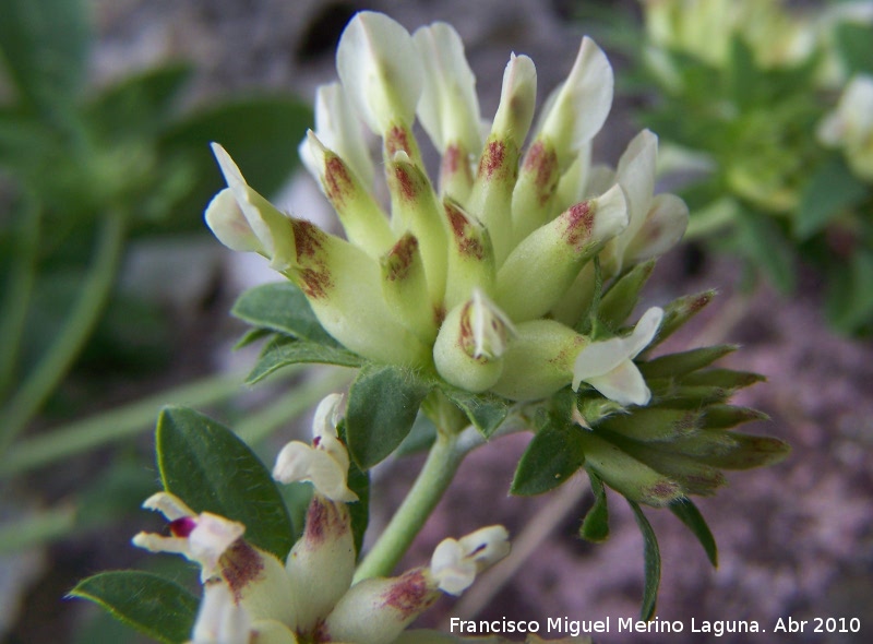 Vulneraria - Vulneraria. Cerro Veleta - Jan