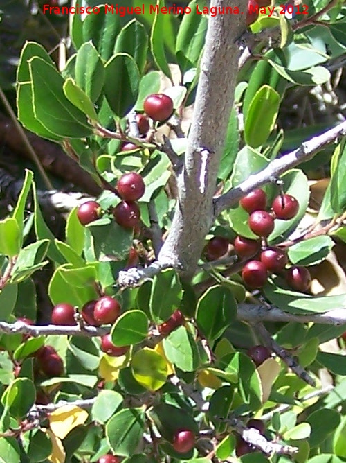 Carrasquilla - Carrasquilla. Tajo de las Palomas - Mocln