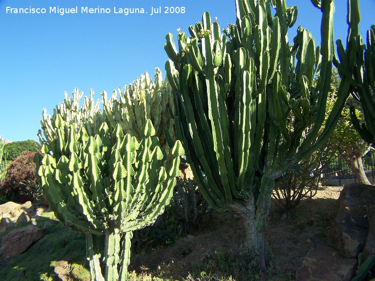 Cactus candelabro de Transvaal - Cactus candelabro de Transvaal. Benalmdena