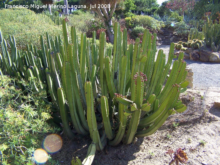 Cactus Cardn - Cactus Cardn. Benalmdena