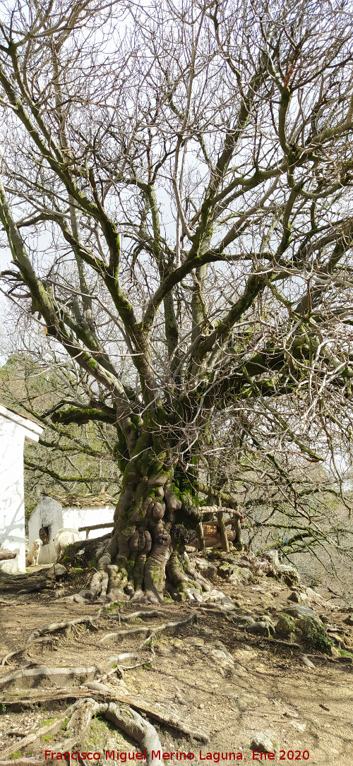 Higuera del Arroyo Maillar - Higuera del Arroyo Maillar. 