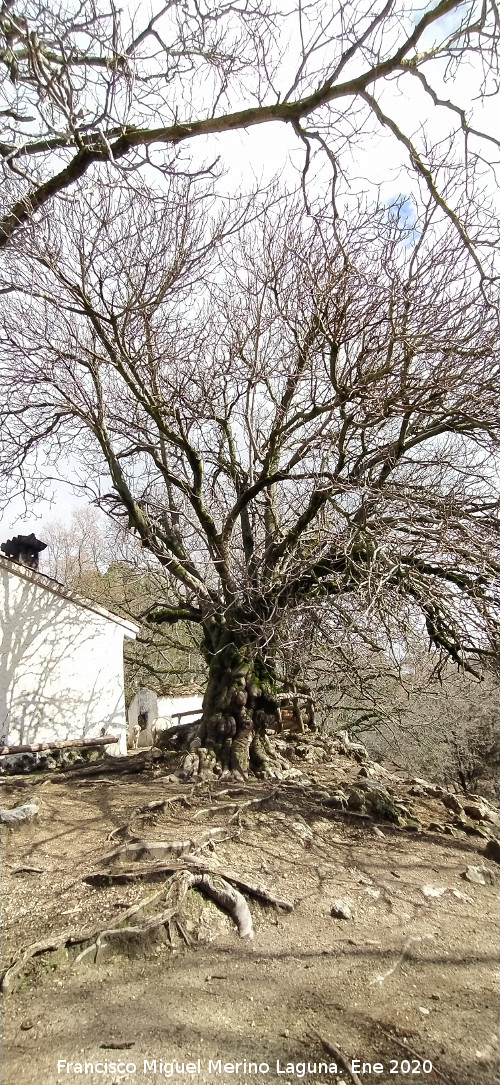 Higuera del Arroyo Maillar - Higuera del Arroyo Maillar. 