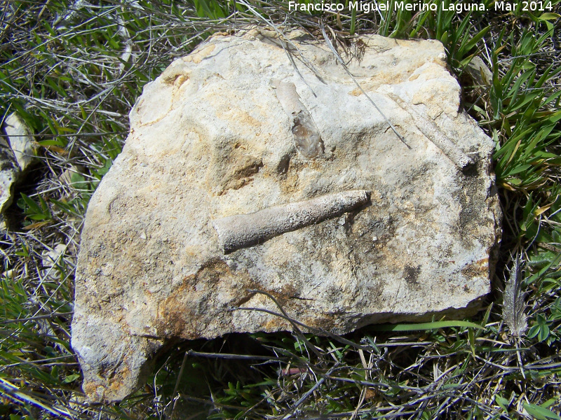 Belemnites Dactyloteuthis - Belemnites Dactyloteuthis. Cerro de los Ayozos - Montejcar