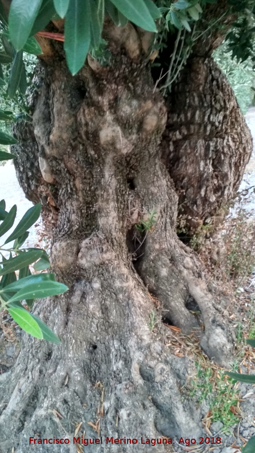 Olivos Centenarios del Puente de la Sierra - Olivos Centenarios del Puente de la Sierra. Tronco