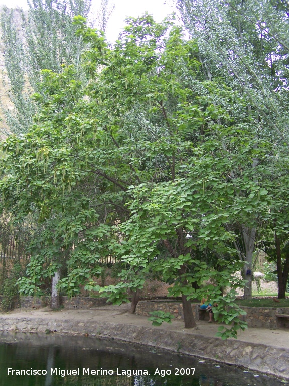 Catalpa - Catalpa. Castillo de Locubn