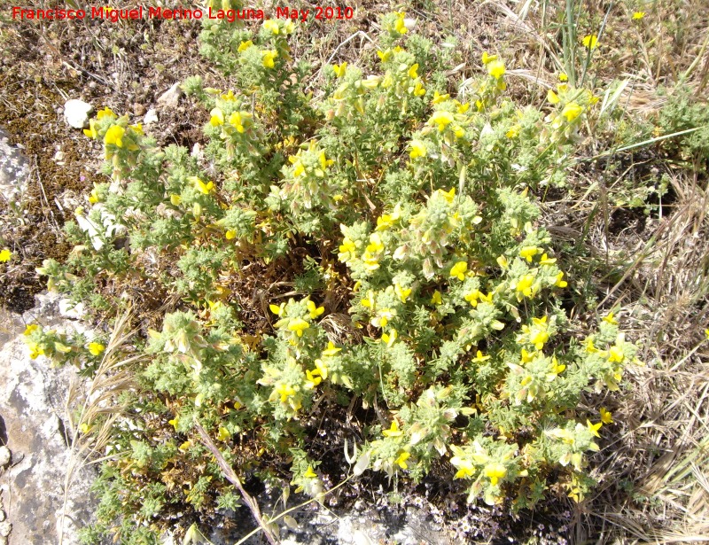 Pegamoscas - Pegamoscas. Santa Ana - Torredelcampo