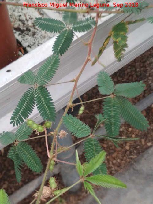 Mimosa pudica - Mimosa pudica. Invernadero en Jan