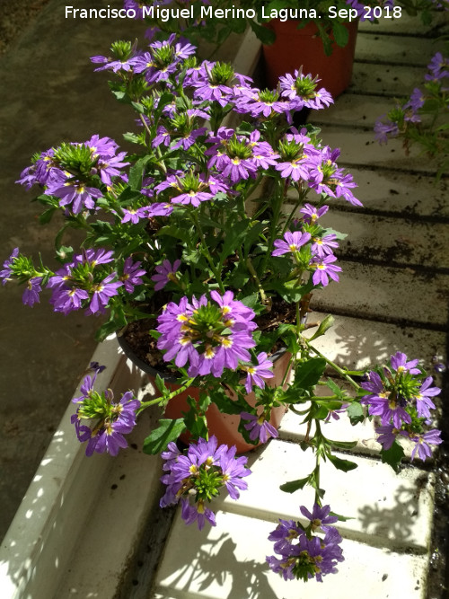 Flor de Abanico - Flor de Abanico. Invernadero en Jan