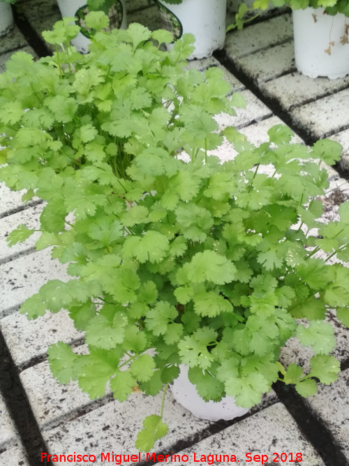 Cilantro - Cilantro. Invernadero en Jan