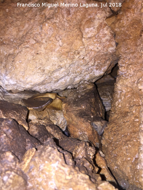 Cueva neoltica de los Corzos - Cueva neoltica de los Corzos. 