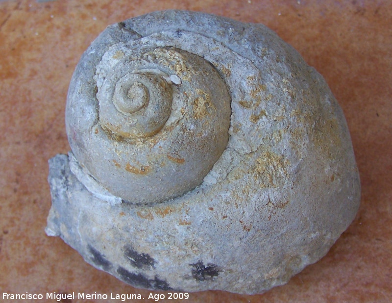 Gasterpodo Paludina - Gasterpodo Paludina. Los Anchos - Santiago Pontones