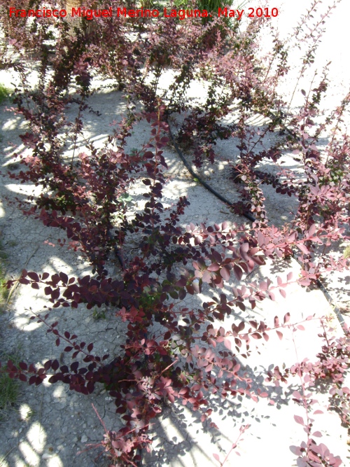 Agracejo rojo - Agracejo rojo. Ja�n