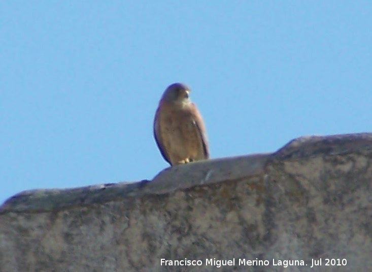 Pjaro Cerncalo primilla - Pjaro Cerncalo primilla. Jan