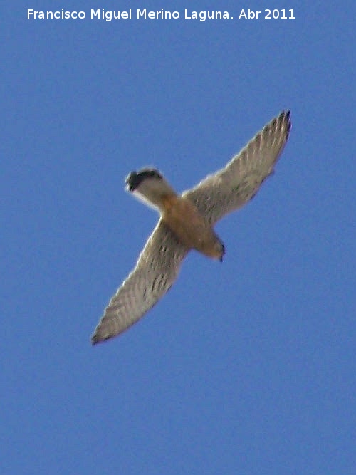 Pjaro Cerncalo primilla - Pjaro Cerncalo primilla. Osuna