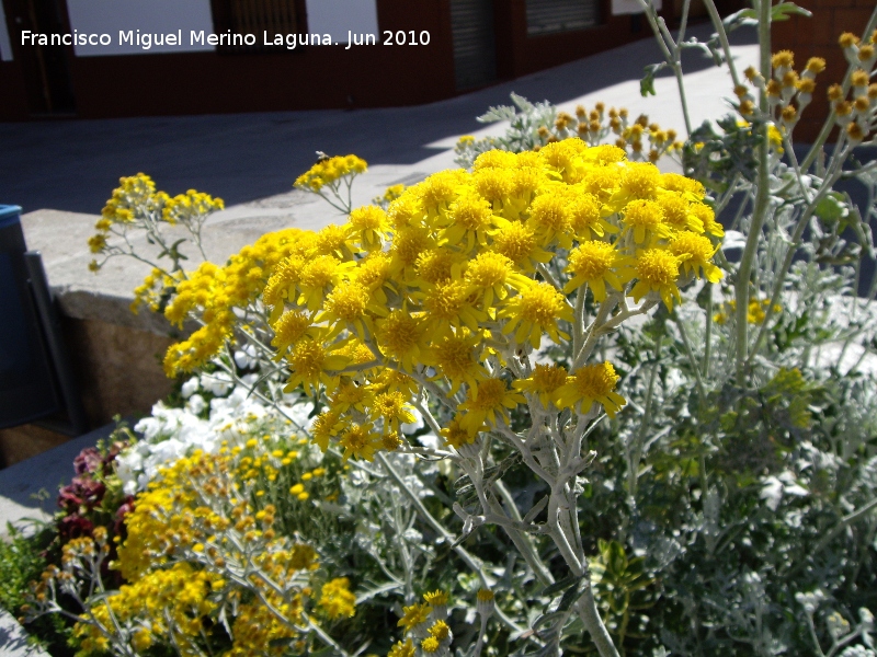 Cineraria gris - Cineraria gris. Los Villares