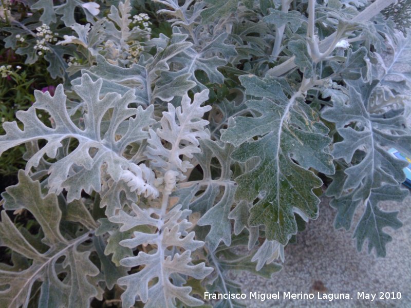 Cineraria gris - Cineraria gris. Los Villares