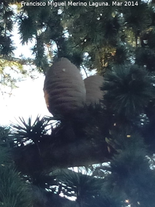 Cedro del Atlas - Cedro del Atlas. Parque Rodrguez de la Fuente - Linares