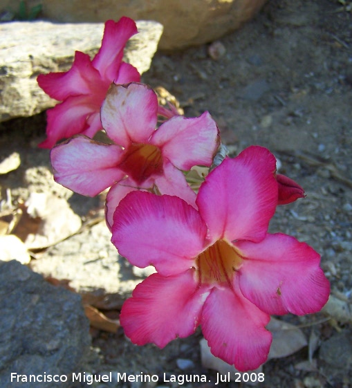 Rosa del desierto - Rosa del desierto. Benalmdena