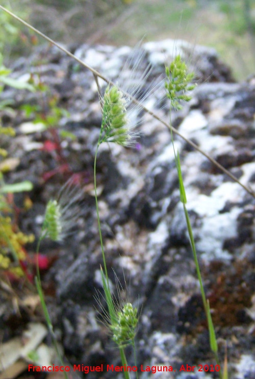 Cynosurus elegans - Cynosurus elegans. Cerro Veleta - Jan