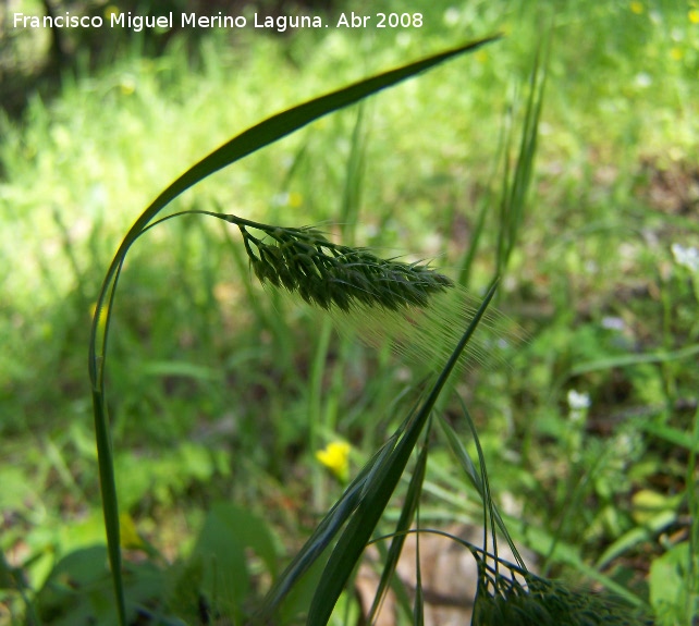 Cynosurus elegans - Cynosurus elegans. Jan