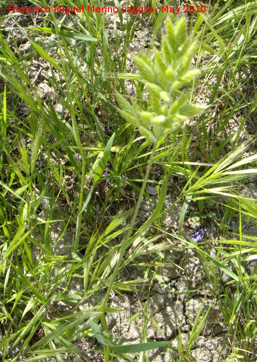 Espiguilla de burro - Espiguilla de burro. Hojas basales. Jan