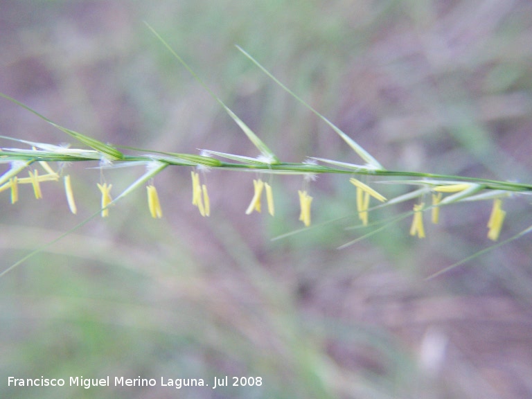 Espiguilla erecta - Espiguilla erecta. Segura