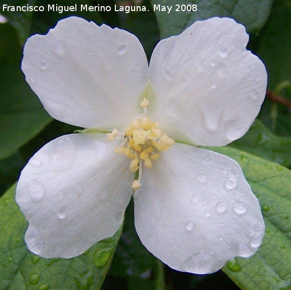 Celinda - Celinda. Navas de San Juan