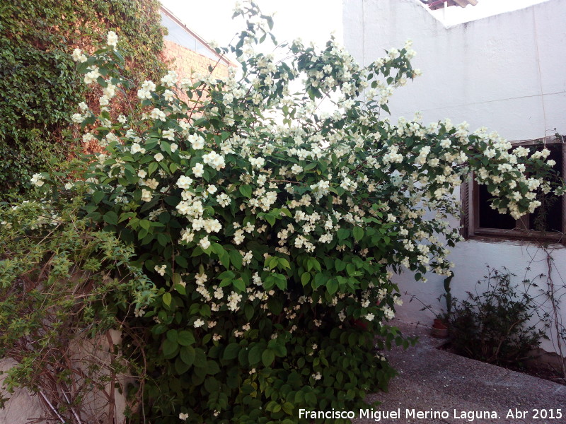 Celinda - Celinda. Navas de San Juan