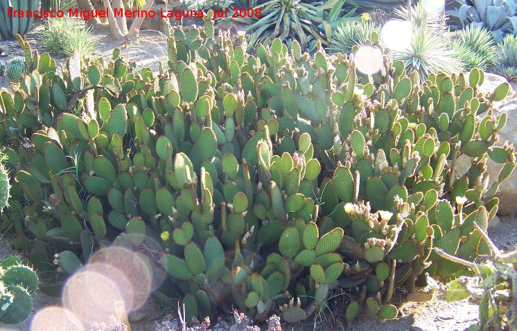Cactus orejas de conejo - Cactus orejas de conejo. Benalmdena